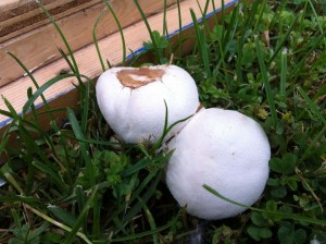 Puff Ball Mushrooms