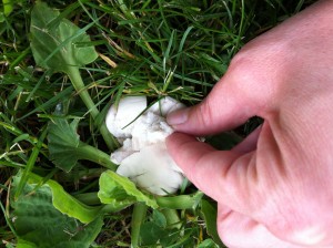 Puff Ball Mushroom Inside