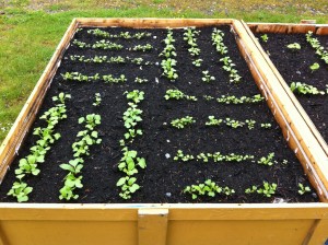 Radish seedlings