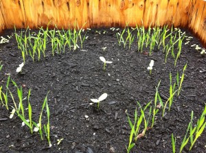 Barley Seedlings