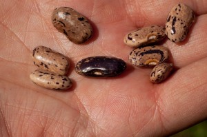 Bean Seeds