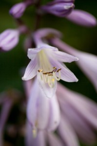 Hosta flower